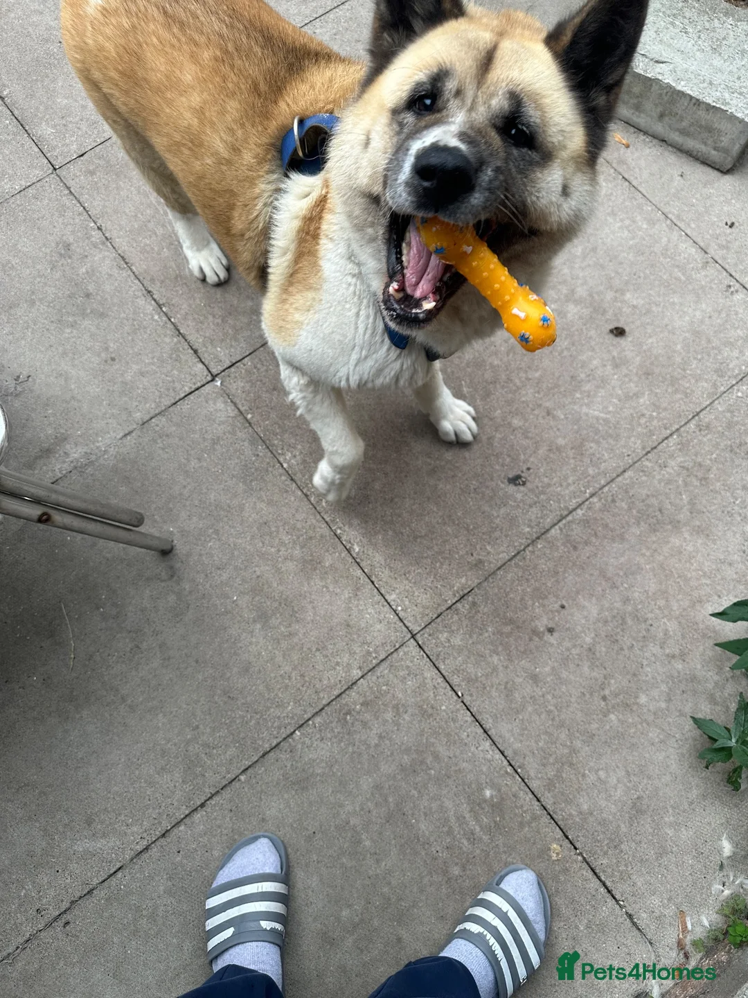 Akita dogs for sale: Female Akita  - Advert 2
