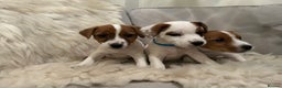 Mixed Breed dogs for sale: Parson / Jack Russell puppies - Advert 4