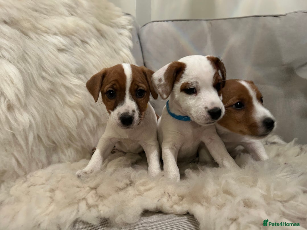 Mixed Breed dogs for sale: Parson / Jack Russell puppies - Advert 4