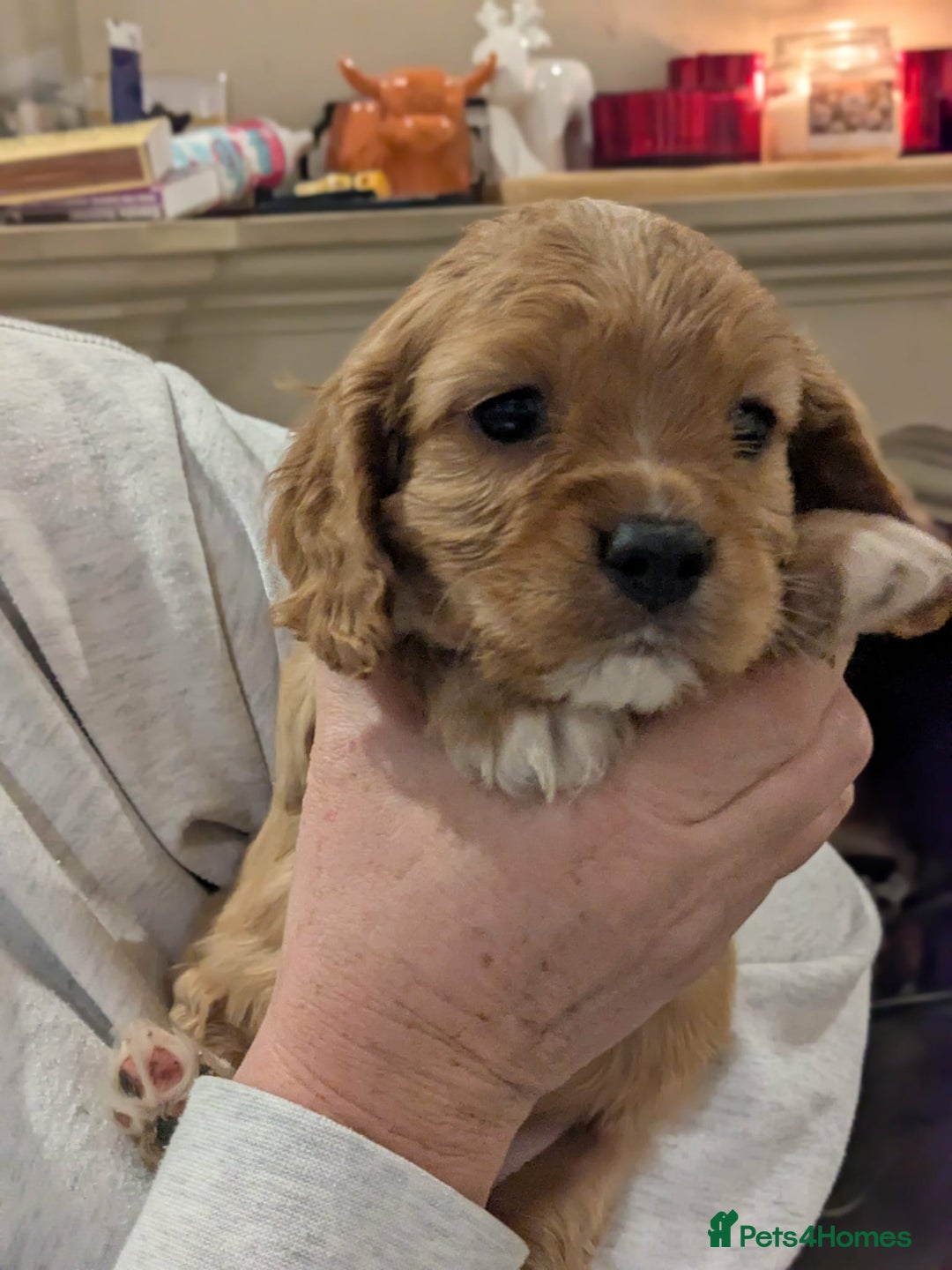 Cavapoo dogs for sale: Cavapoo  - Advert 9