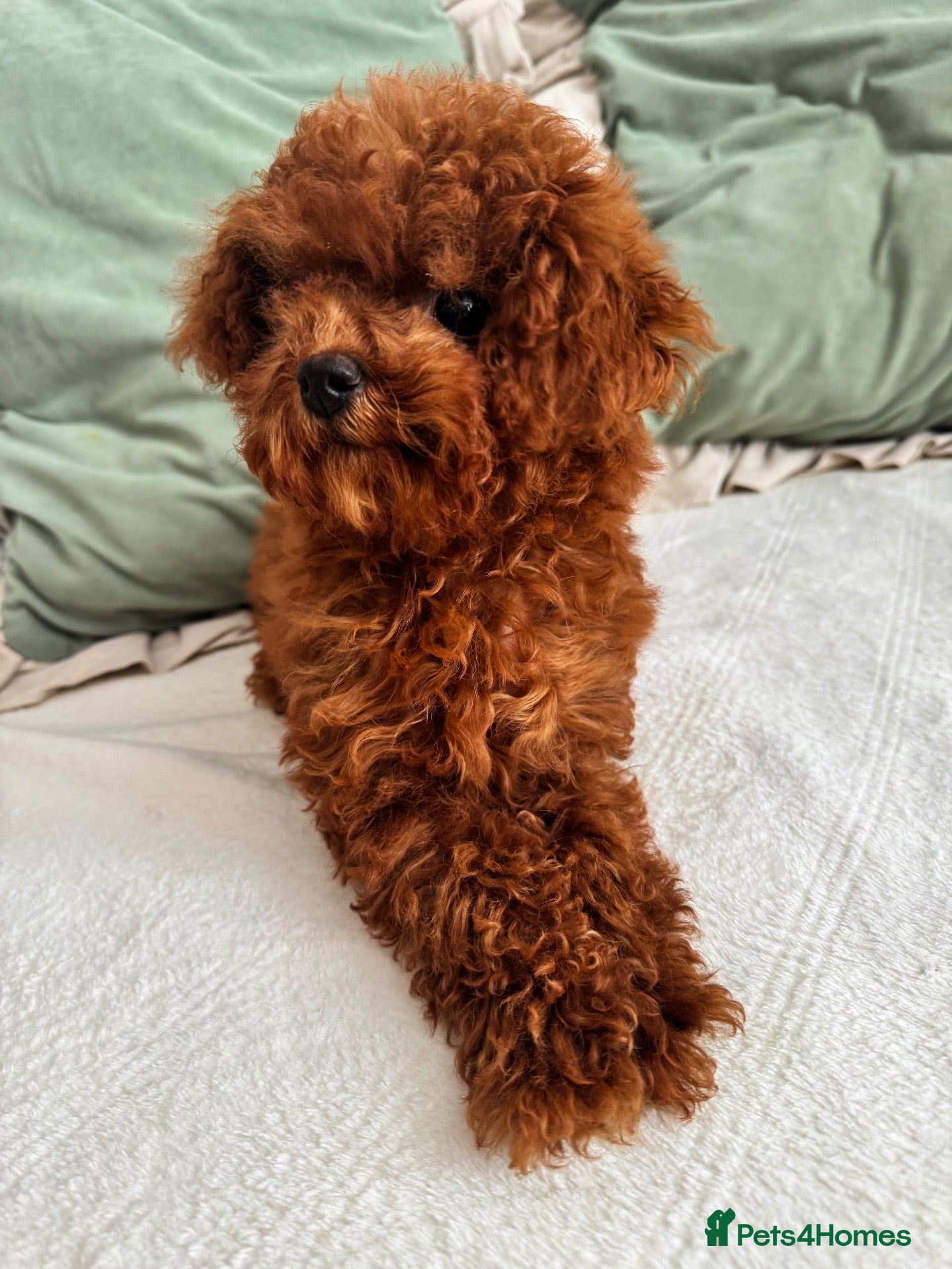 Toy Poodle dogs 🧸Asian Poodle Girl Health Tested Parents🧸 - Advert 2