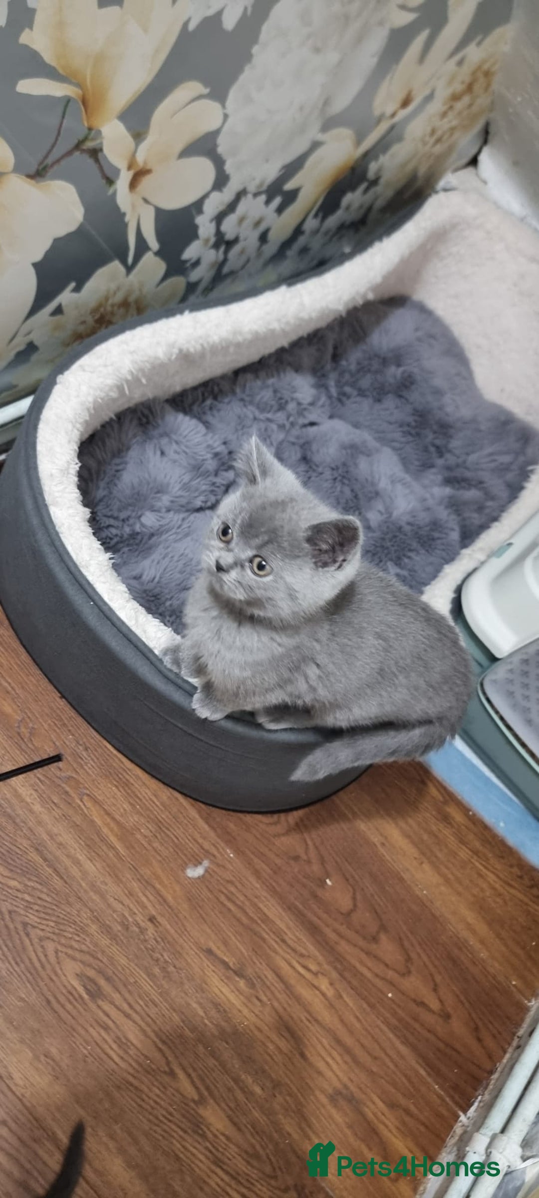 British Shorthair cats for sale: Reduced to clear Britsh shorthair Pure blue boys  - Image 6
