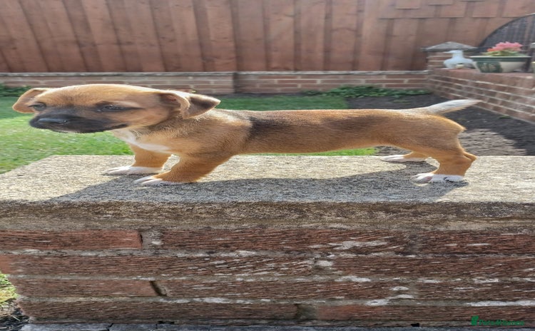 Mixed Breed dogs - Advert 4