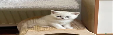 British Shorthair Kitten 2