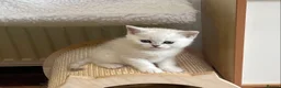 British Shorthair cats for sale: BSH Silver Tipped GCCF REGISTERED  - Advert 2