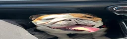 English Bulldog dogs for sale: Traditional British bulldogs  - Advert 6
