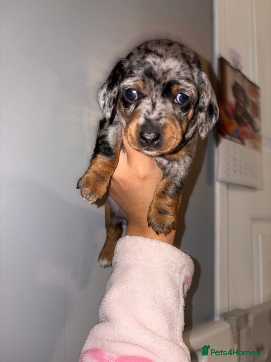 Miniature Dachshund dogs for sale: Gorgeous miniature dachshund puppy’s  - Advert 8