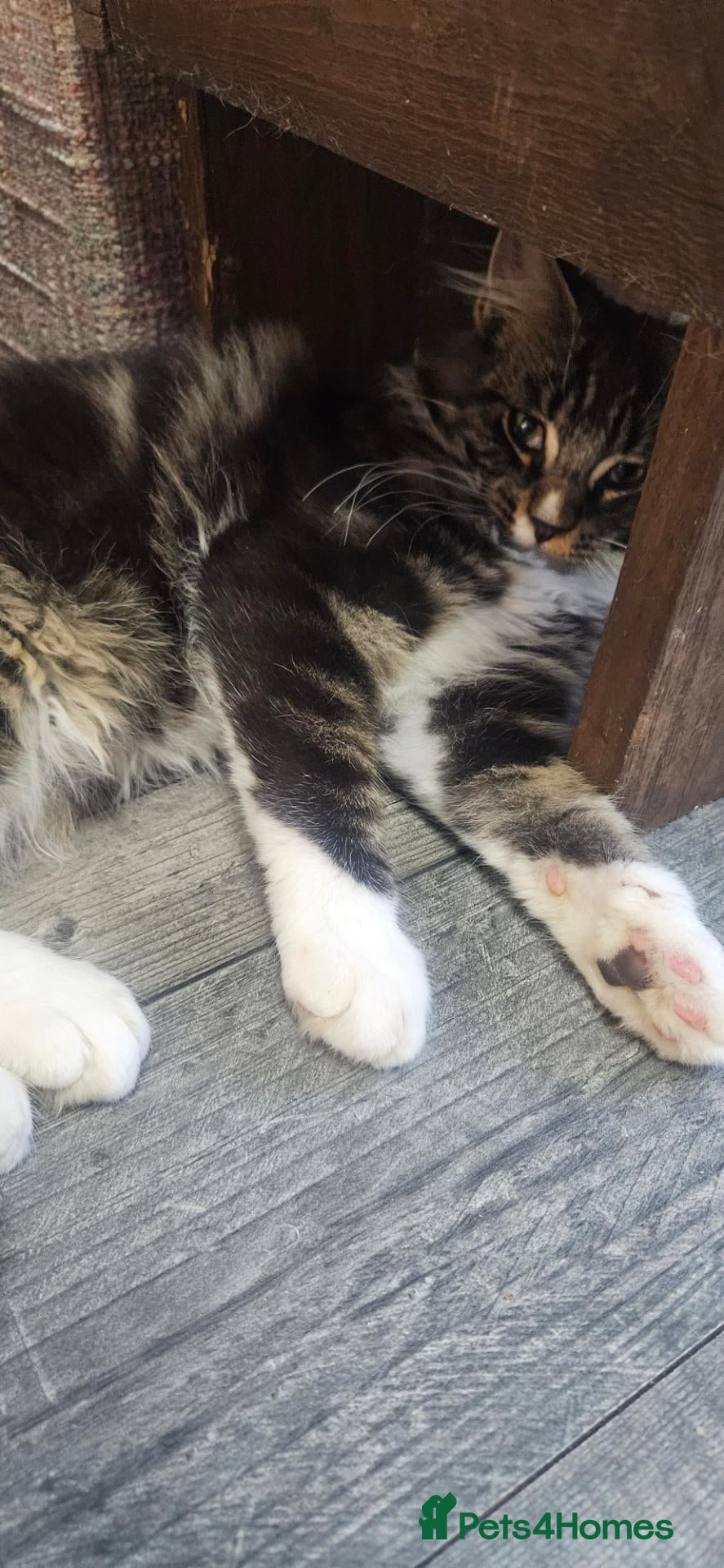 Maine Coon cats Stunning xl TICA Registered Maine coon Kittens  - Advert 1