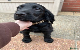 Cocker Spaniel dogs for sale: Cocker Spaniel  - Image 10
