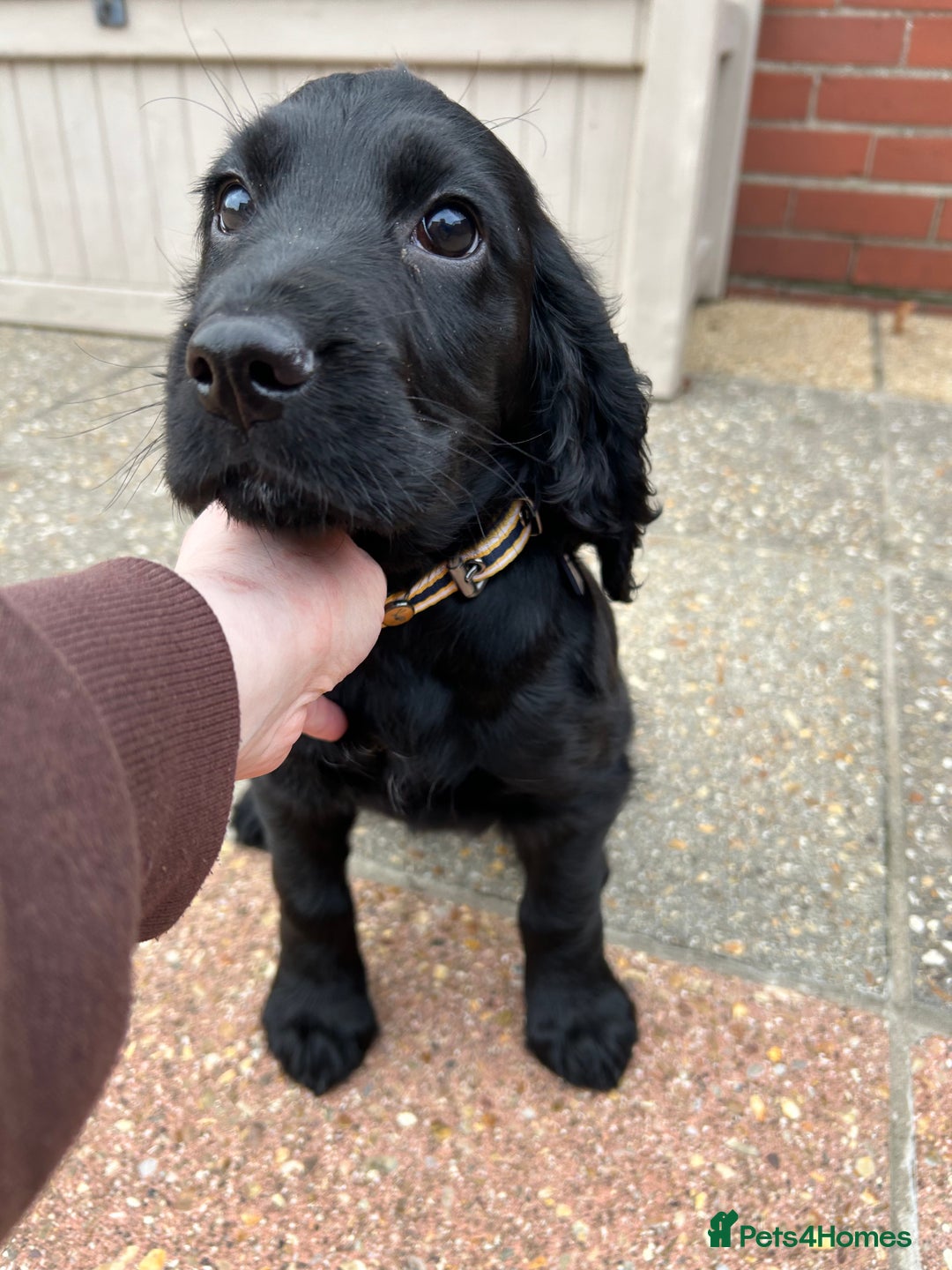 Cocker Spaniel dogs for sale: Cocker Spaniel  - Image 10