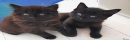 Mixed Breed cats for sale: 3 Adorable Black Kittens looking for Home - Advert 3