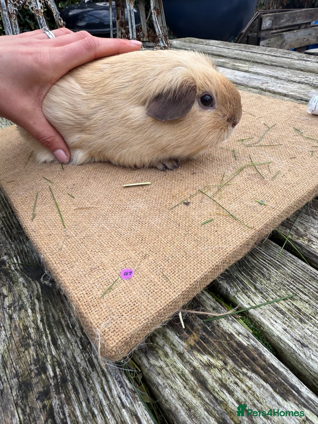 Guinea Pig rodents for sale: Pure bred California & Swiss guineapigs  - Advert 12