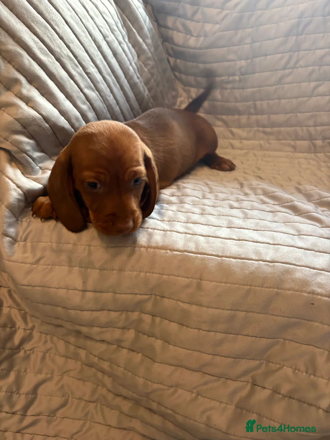 Dachshund dogs for sale: Standard Dachshund puppies for sale  - Advert 4