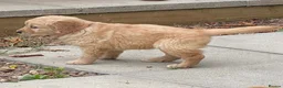 Golden Retriever dogs for sale: A happy healthy family companion  - Advert 14