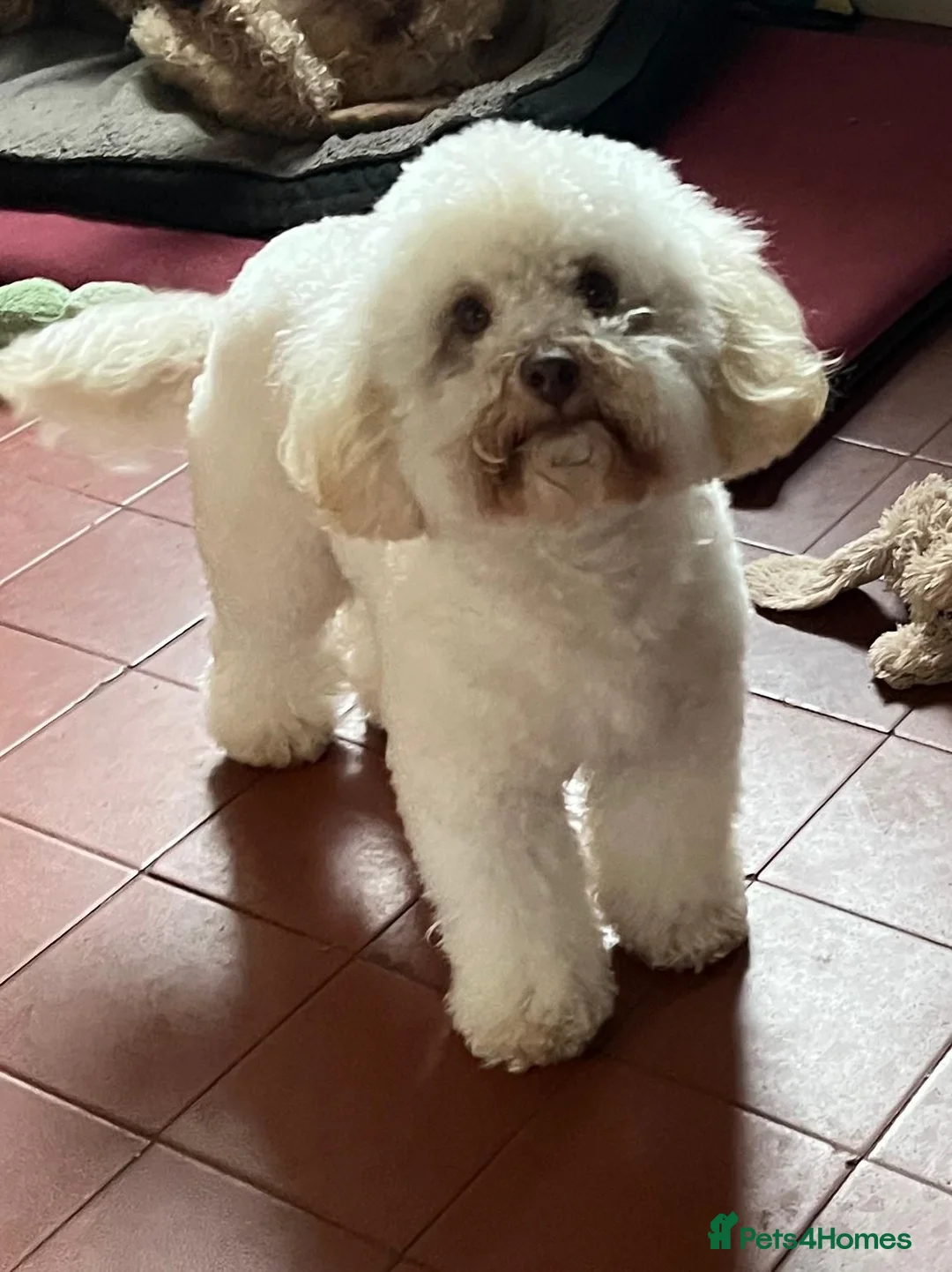 Poochon dogs for sale: Poochon Puppies (both parents health tested) - Advert 8