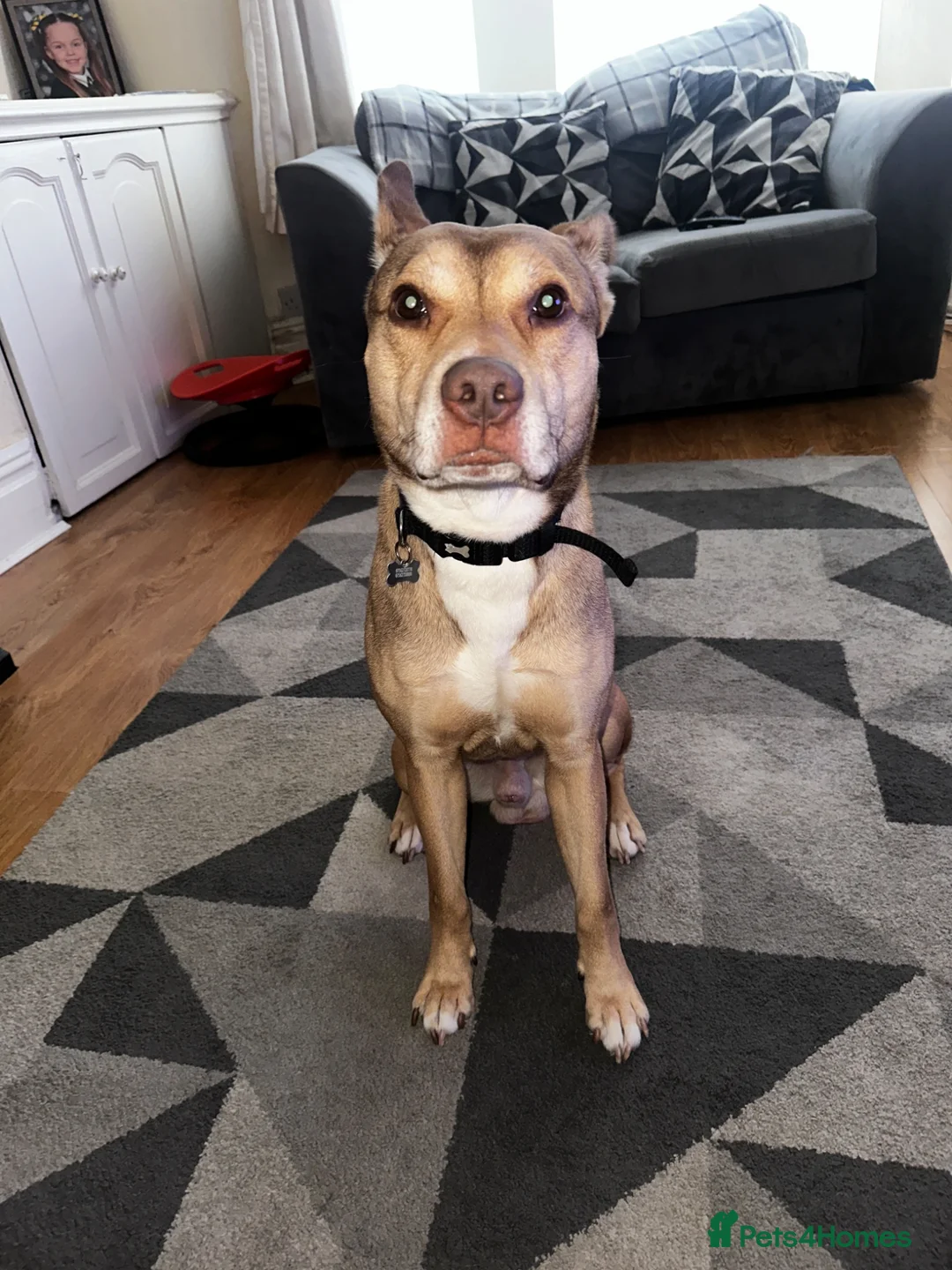 Mixed Breed dogs for sale: Staff cross bread in Liverpool - Advert 1