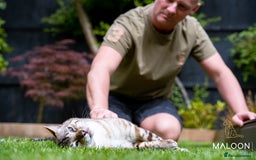 Bengal cats for sale: Majestic Blue-eyed Snow Bengal-TICA-Champion line - Image 11