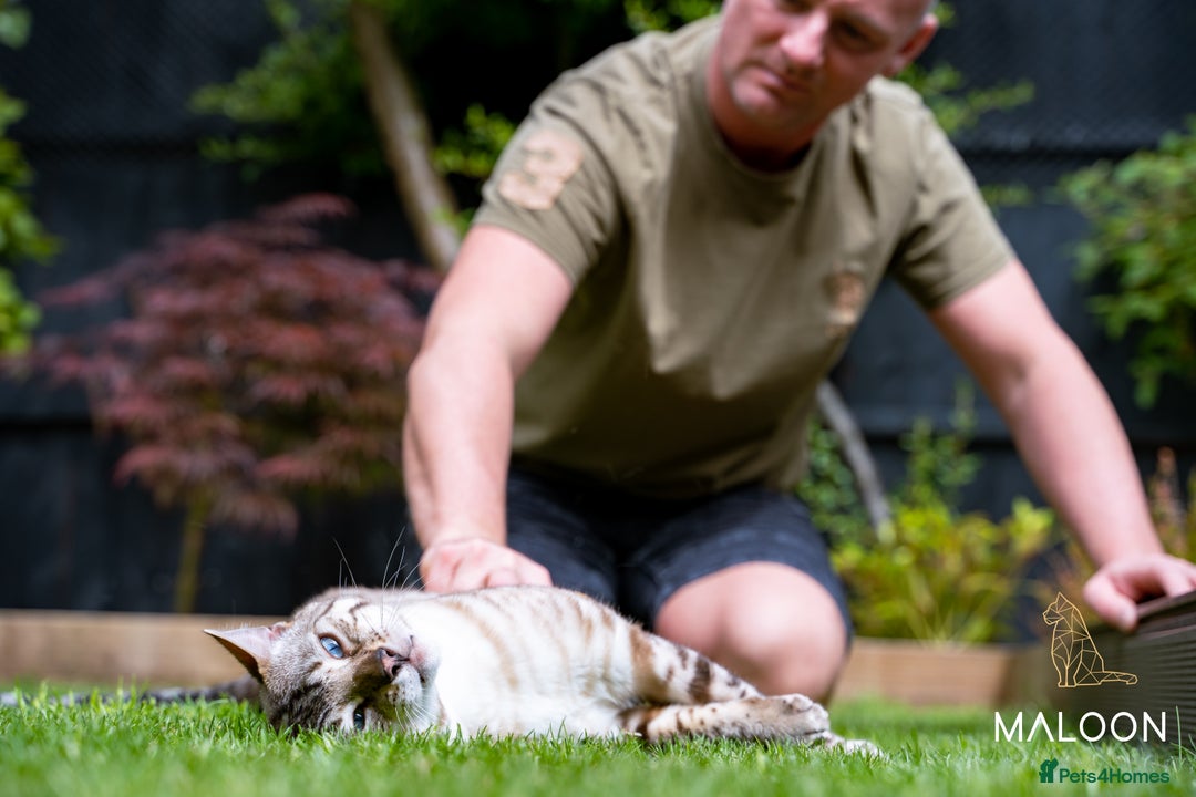 Bengal cats for sale: Majestic Blue-eyed Snow Bengal-TICA-Champion line - Image 11