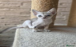 Singapura cats for sale: Stunning Singapura kittens  - Image 34
