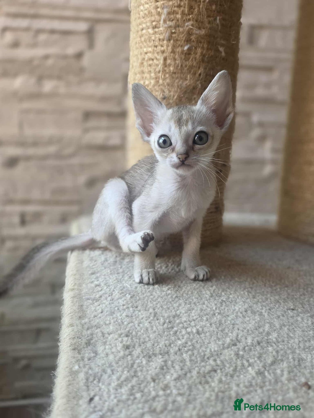 Singapura cats for sale: Stunning Singapura kittens  - Image 34
