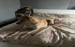 Akita dogs for sale: 3 year old female Akita  - Image 8