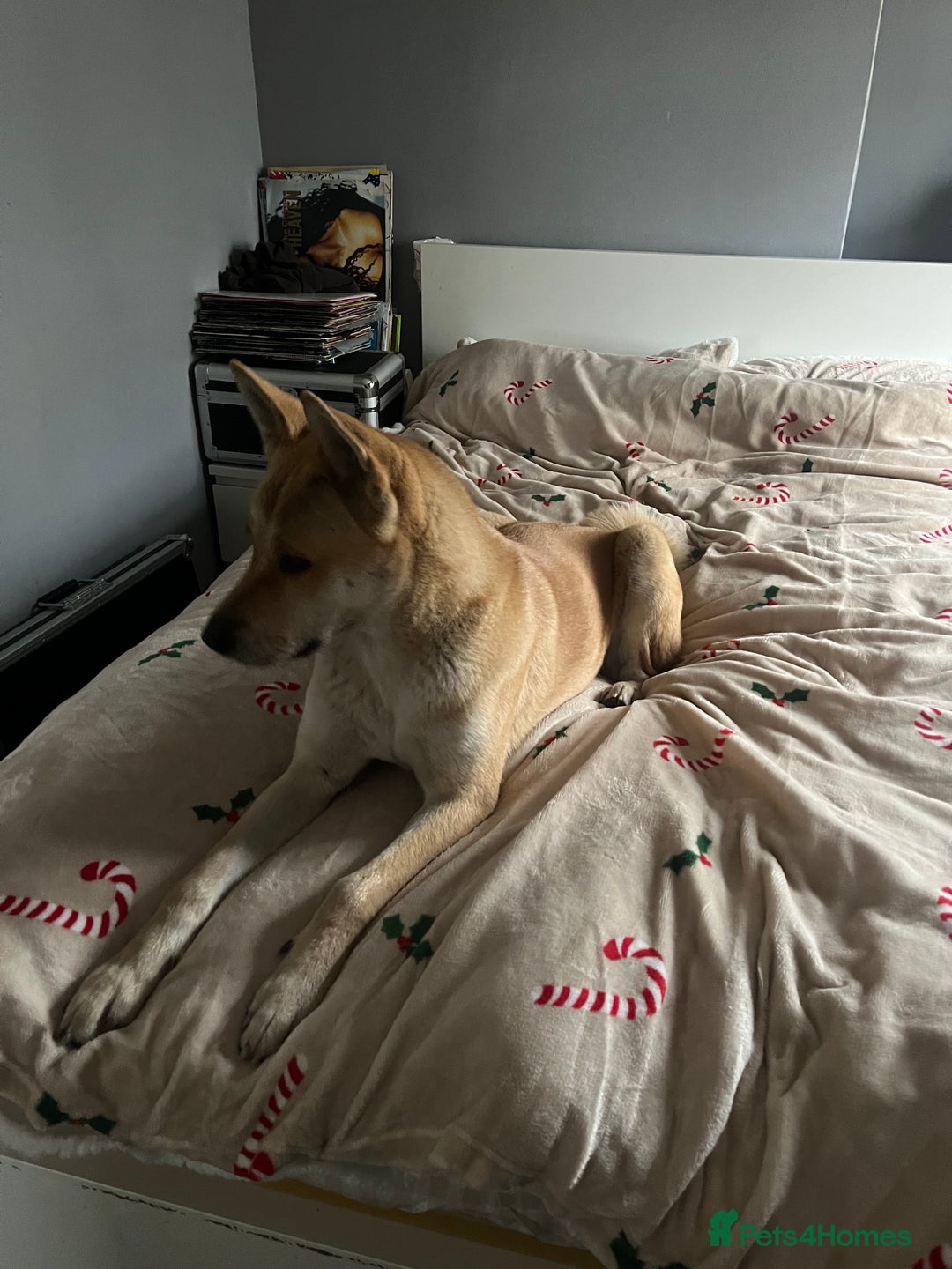 Akita dogs for sale: 3 year old female Akita  - Image 8