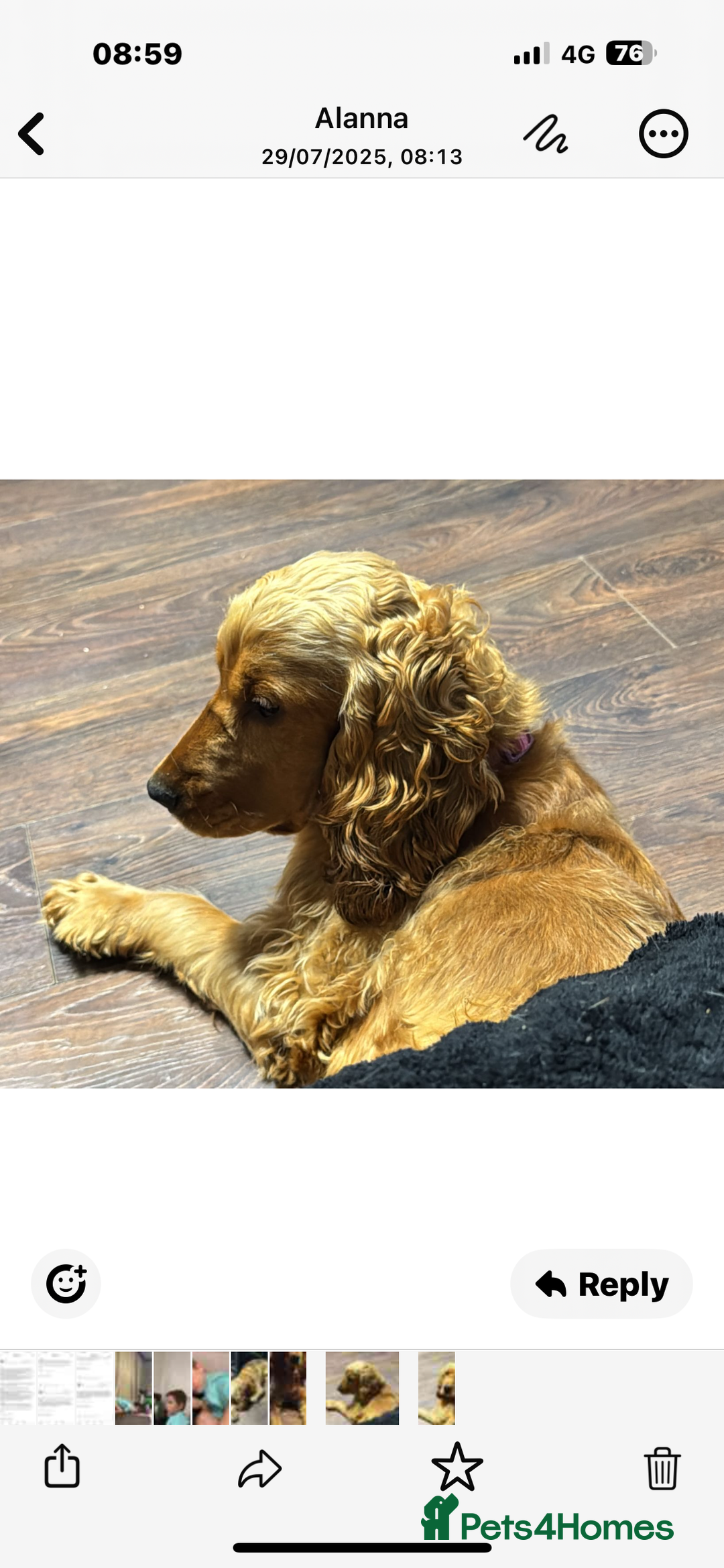 Cocker Spaniel dogs for sale: Beautiful Summer - Image 4