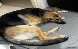 German Shepherd dogs for sale: German shepherd - Image 5