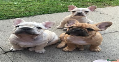 French Bulldog dogs in Liverpool - Advert 14