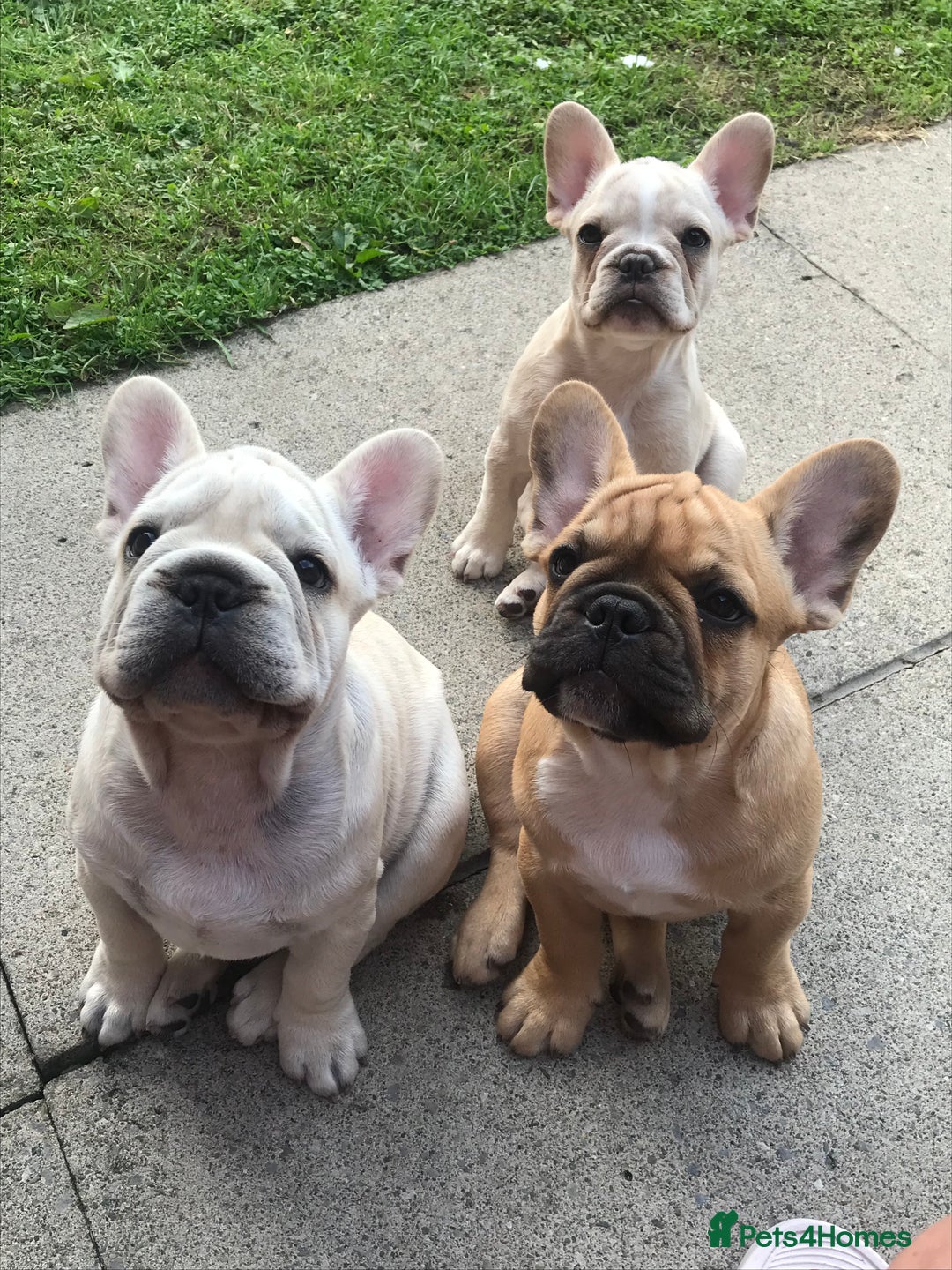 French Bulldog dogs for sale:  Price drop ⭐️French bulldogs from £1350  to £1500 in Liverpool - Image 13