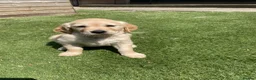 Golden Retriever dogs for sale: 1 Beautiful Golden Retriever Girl Left 😍🩷 - Advert 26