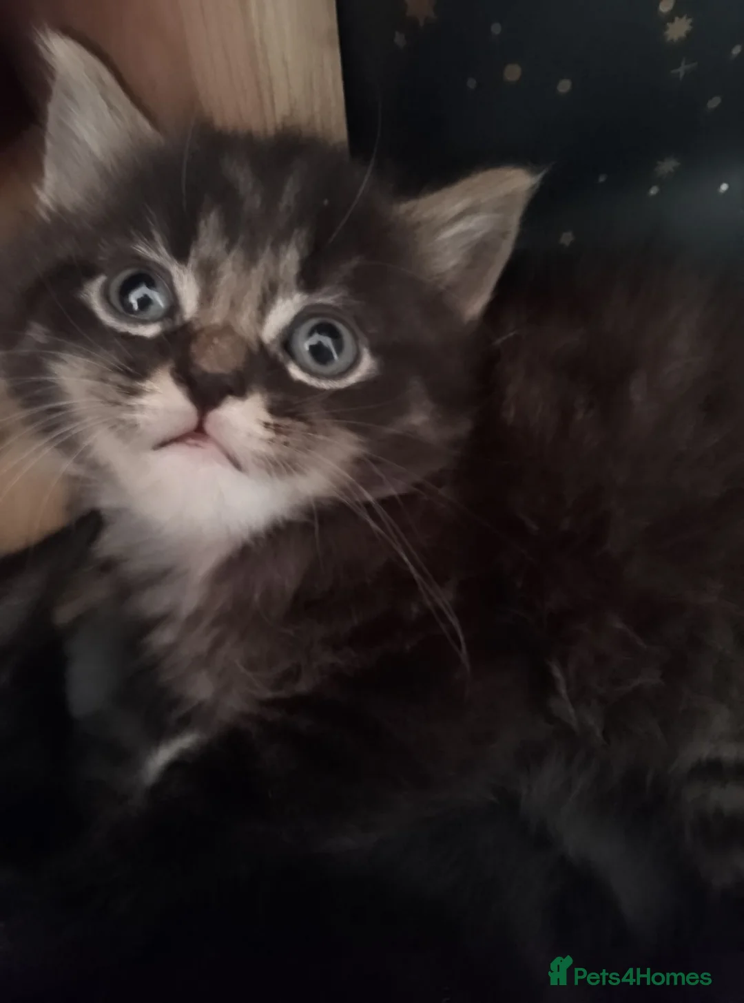 Mixed Breed cats for sale: Kitty's  - Advert 2