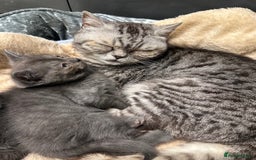 British Shorthair cats for sale: GORGEOUS BSH KITTENS in Oldham - Image 30