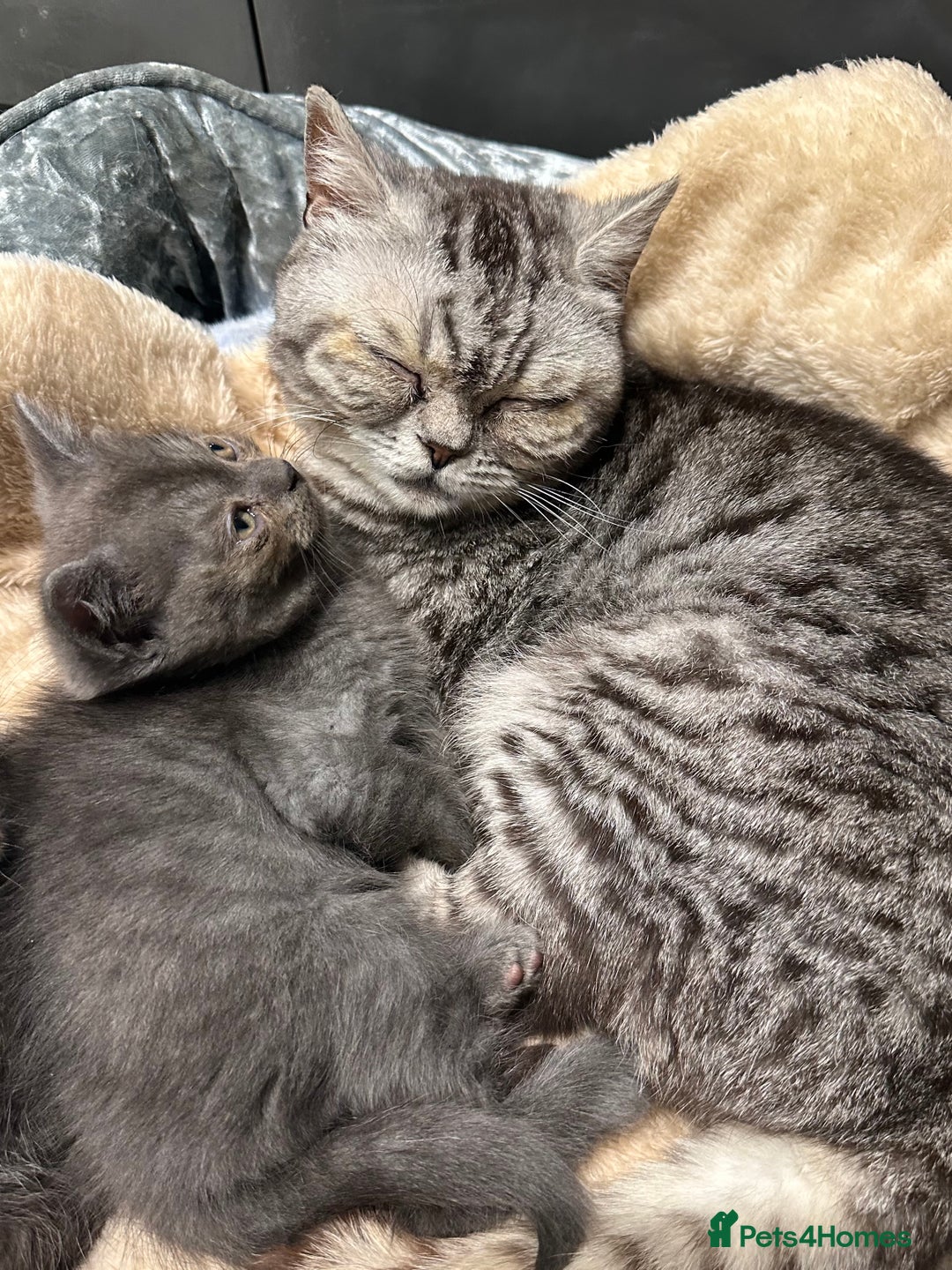 British Shorthair cats for sale: GORGEOUS BSH KITTENS in Oldham - Image 30