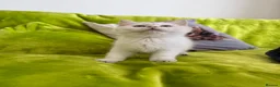 British Longhair cats for sale: Pure Bread British Longhair and Shorthair kittens - Advert 21