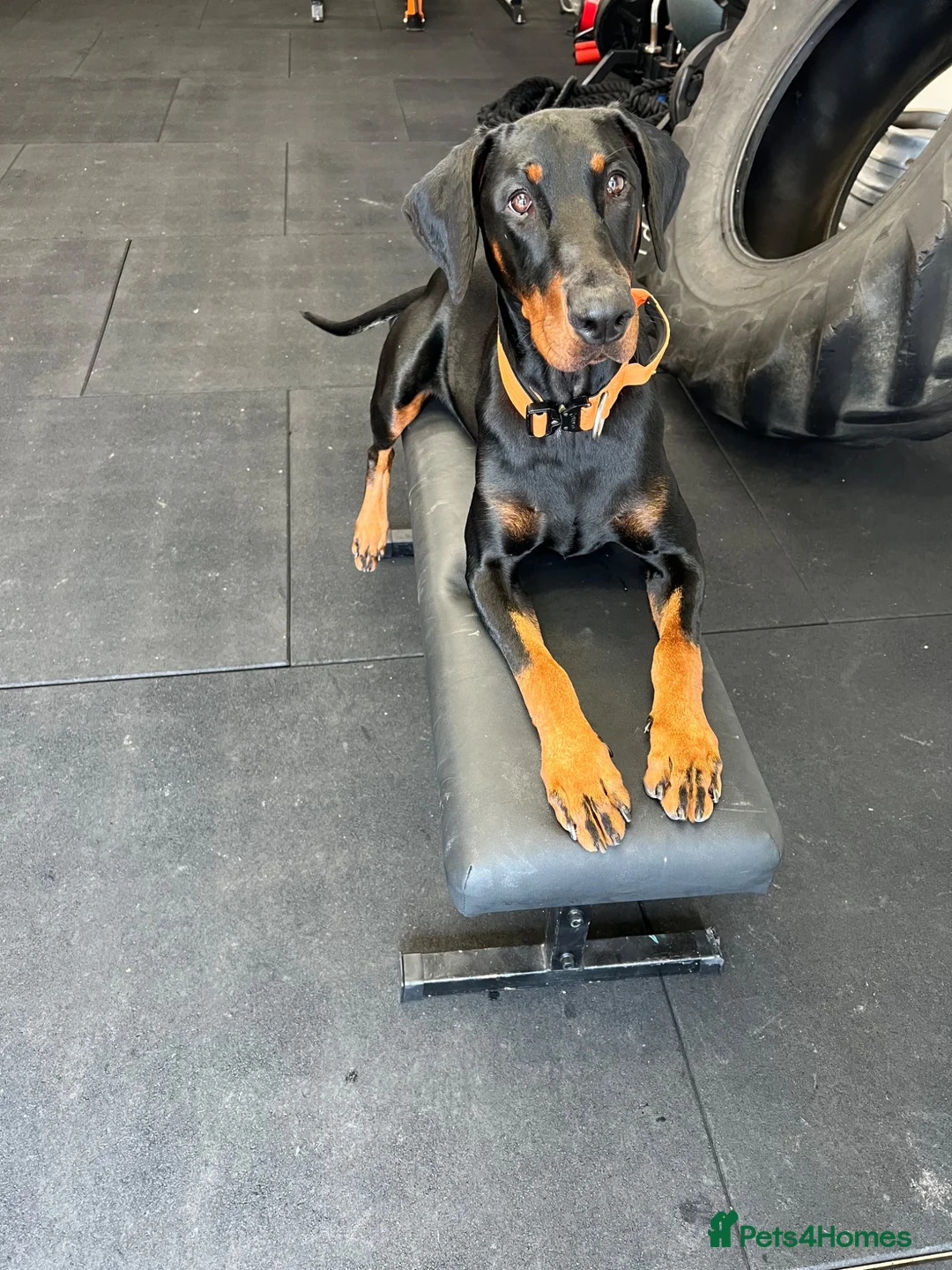 Dobermann dogs for stud: South West Doberman For Stud - Advert 3