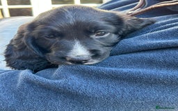 English Springer Spaniel dogs for sale: KC Reg English Springer Spaniel puppies - Image 15