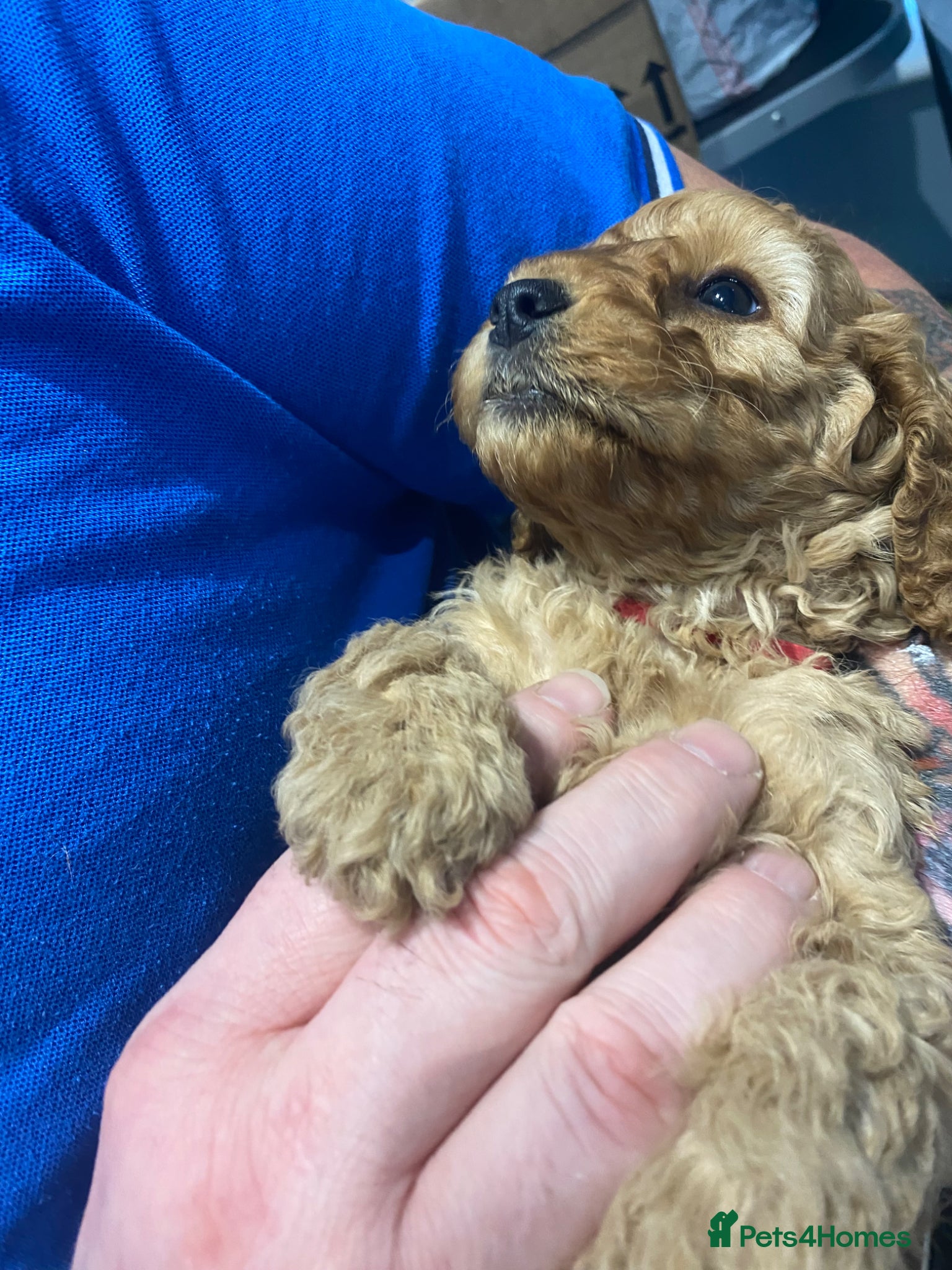 Cockapoo dogs Cockapoo Puppies- Apricot (Toy-Miniature) - Advert 2