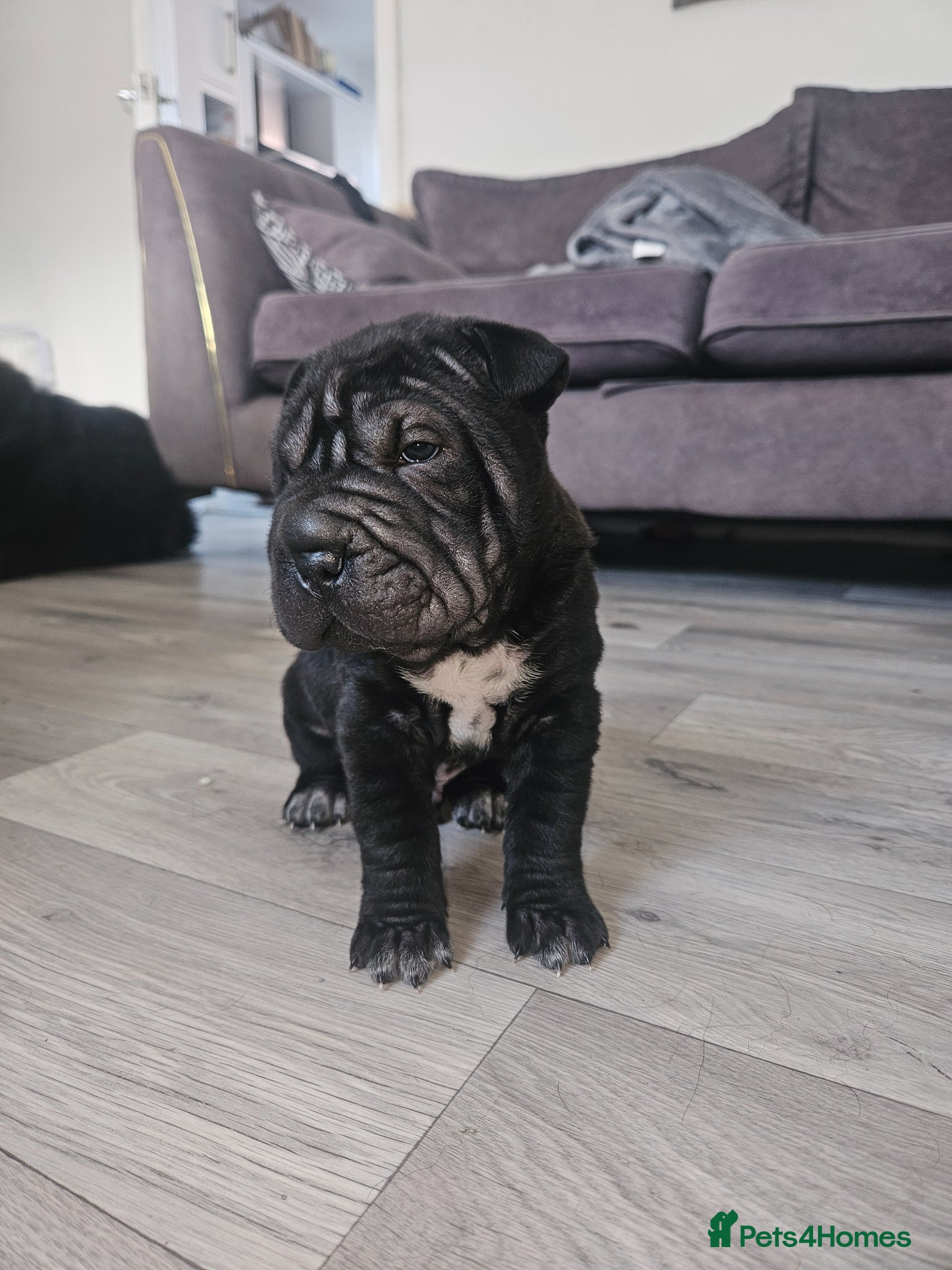 Shar Pei dogs Four shar pei puppies - Advert 2