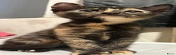 Mixed Breed cats for sale: 4 kittens  - Advert 3