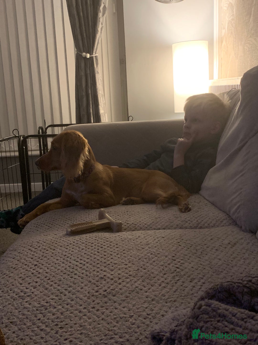 Cocker Spaniel dogs for sale: 7 month old female cocker spaniel - Advert 2