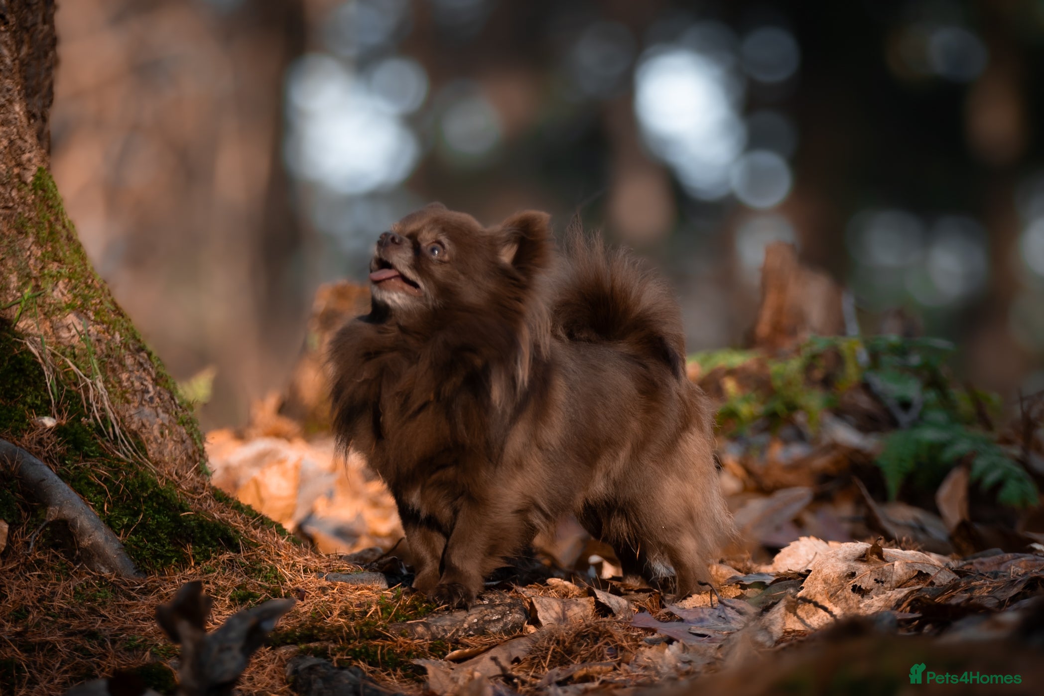 Chihuahua dogs ❤️ KC REG EXTENSIVELY HEALTH TESTED STUD ❤️ in London - Advert 10