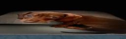 Dachshund dogs for sale: Beautiful dachshund pups - Advert 2