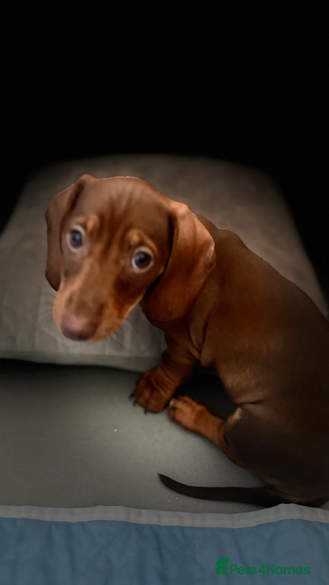 Dachshund dogs for sale: Beautiful dachshund pups - Advert 2
