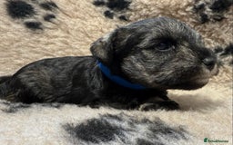 Miniature Schnauzer dogs for sale: Beautiful miniature schnauzers pups - Image 11