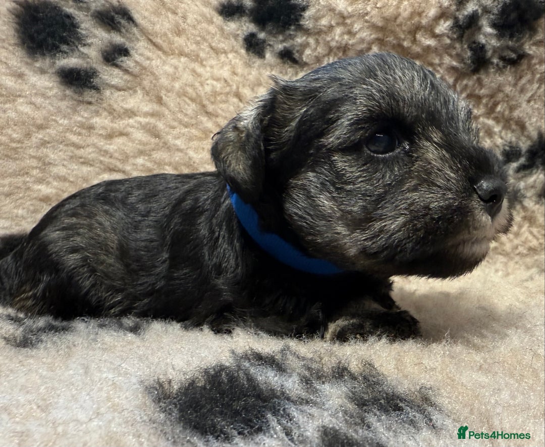 Miniature Schnauzer dogs for sale: Beautiful miniature schnauzers pups - Image 11
