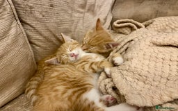 Domestic Shorthair cats for sale: Ginger kittens  - Image 2