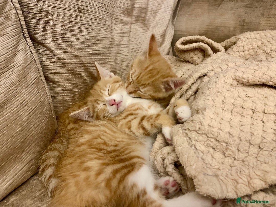 Domestic Shorthair cats for sale: Ginger kittens  - Image 2