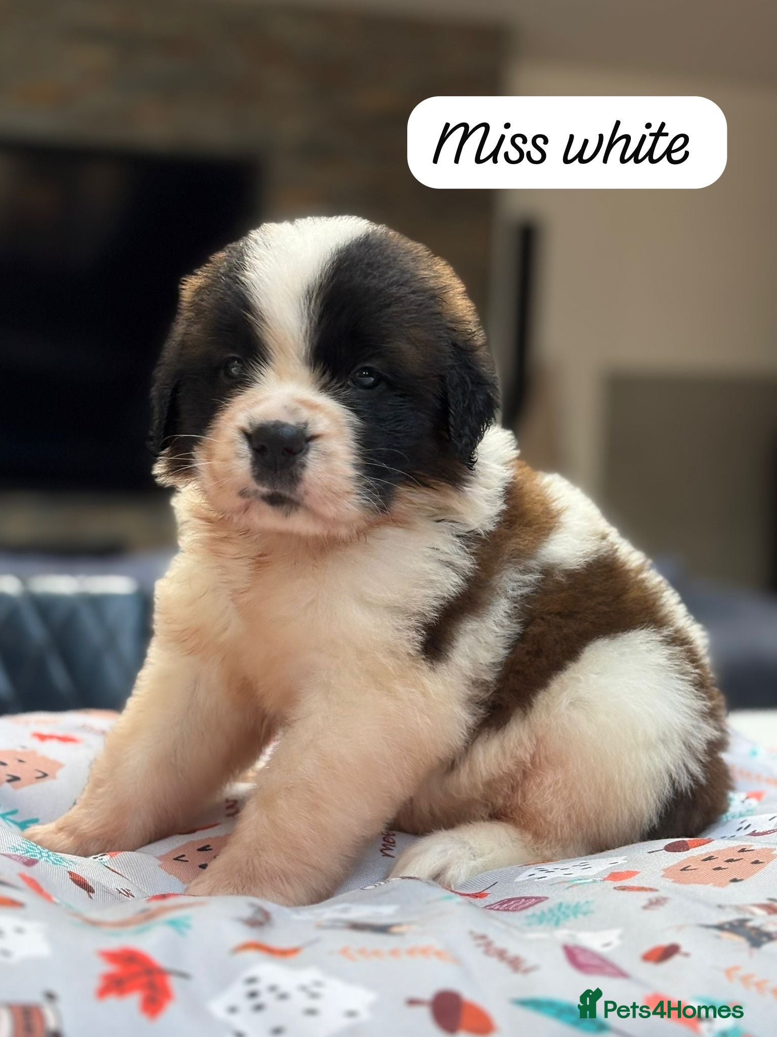 Saint Bernard dogs Gorgeous Saint Bernard KC Reg Pups Rough & Smooth - Advert 6