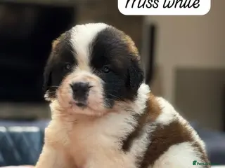 Saint Bernard dogs Gorgeous Saint Bernard KC Reg Pups Rough & Smooth - Advert 6